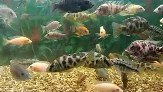 Relaxing Aquarium Fish Loop 🐠 | Calm & Peaceful Stress Free View | @soulcorner84