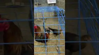 McLean Hatch #derby #rooster #gamefowlnation #sultada #manoknapula