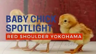 Red Shouldered Yokohama Chicken Breed