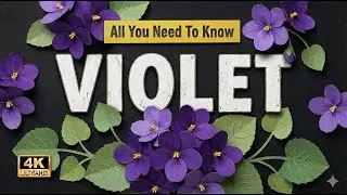 Violet | All You Need To Know About