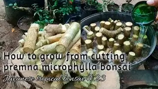 How to grow premna microphylla bonsai #23 @Javanesetropicalbonsai