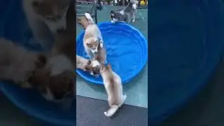8 & 9 week old Pomsky Puppies playing in a pool. Louisville Ky. We ship.