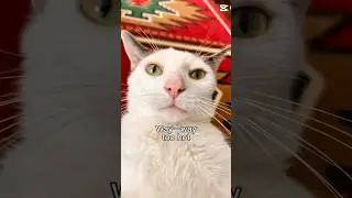 Lizard cat #cat #pet