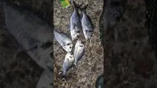 GROSSE DAURADE ROYALE AU BIBI