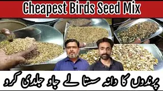 Cheapest Birds Seed Mix Price | MFK Feed House Orangi Town | Parindon Ka Dana Sasta Uthao