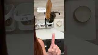 I raised a criminal. A thief. #cat #catmom #catmomlife #catvideos