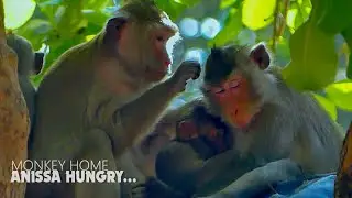 So sweet! Lovely monkey Anissa enjoy getting more milk today, Thanks Anna for well nursing Anissa