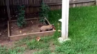 Letting my bunny out side
