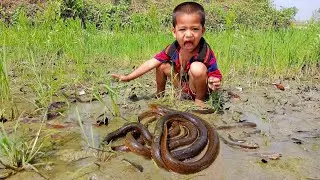 Little Boy Hand Fishing 2022 - Best Eel Fishing By Hand in Paddy Field - SP Fishing World