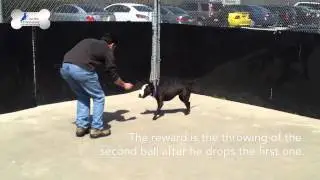 Training a Dog to Drop an Object on Command