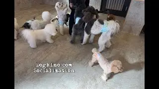 Dog daycare in Japan DogRinho 犬の保育園　20260123