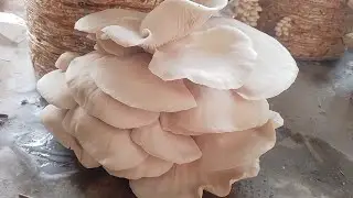 Amazing Florida Oyester Musharoom