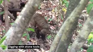 Capuchin monkeys at Ubajara using stones and sticks to access underground food