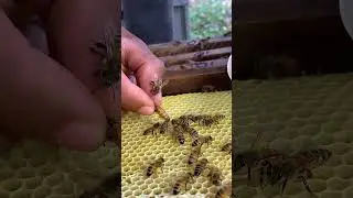 Queen Bee Secured for a Safe Hive 🐝👑 | Beekeeping Care #Shorts