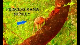 Princess Mama Monkey,How To See Princess Monkey Climb The Tree/ Daily Monkey AmBer Group