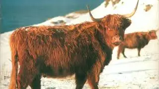 Shrubbies - Sabled Fur