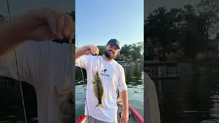 Alabama rig and Spinner baits in the summer? 🎣 #fishusa #fishing #bass #adventure #fishingtips