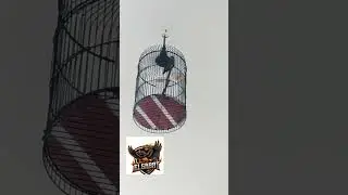 serindit trotol gacor,pancingan serindit lain jadi gacor #avatar #serindit#kicaumania#shortvideo