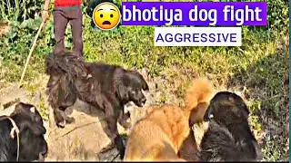 Himaliyan sheep dog fight 😱😱😱/Uttarakhand ka bhotiya kutta