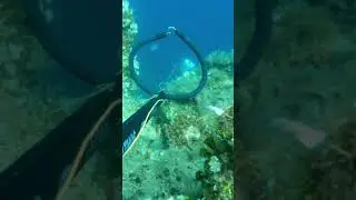 Spearfishing &Psi;&alpha;&rho;&omicron;&nu;&tau;&omicron;ύ&phi;&epsilon;&kappa;&omicron; Sargo White Seabream &Sigma;&alpha;&rho;&gamma;ό&sigmaf;