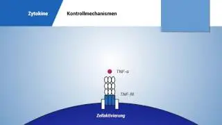 Zytokine: Kontrollmechanismen
