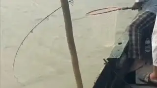 দারুণ সাইজের মৃগেল মেঘনা নদীতে শিকার করলো অভিজ্ঞ শিকারী। #riverfishing #fishing #anglinglife