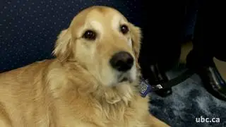 Therapy Dogs Lower Student Stress