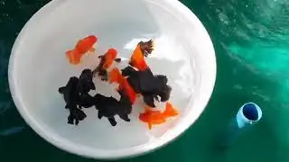 IMPORTED GOLD FISH IN 4K #goldfishaquarium #goldfishfarm #oranda_gold_fish #bettafish #rarebetta