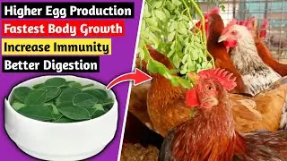 Feeding Moringa Leaves to Chickens: 5 Amazing Benefits👌| Natural Chicken Feed | Organic Chicken Feed