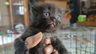 A Bright Morning With a Cute Black Baby Kitten - Playing Under the Morning Sun