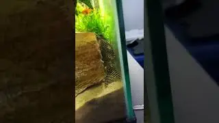 KING TIGER Pleco L 066 HYPANCISTRUS.SP