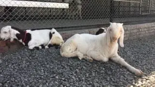 Patira Nashik Goat Farm