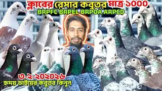 মাত্র ১০০০ টাকায় ক্লাবের রেসার কবুতর কিনুন। BRPFC, BRPEL,আসল রেসার কবুতর কিনুন কম দামে,হৃদয়