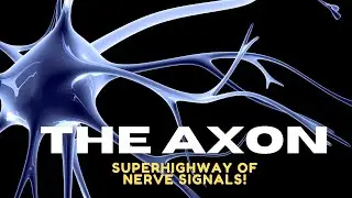 Axon Explained: Structure, Function & Role in Neurons