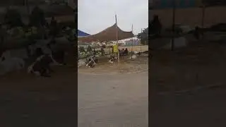 Sohrab goth bakra mandi 2018 karachi