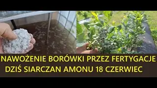 Nawożenie Bor&oacute;wki Dziś Siarczan Amonu Przez Fertygacje
