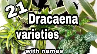#dracaena types and varieties#with names#plant names