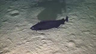 Deep-sea fish - Antimora rostrata