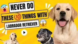 Labrador Lovers Avoid These 10 Health Risks In Hindi #dogs