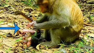 Welcome To New Born and One More Baby In Mila Group!|Just Worry Young Mom Hold New Baby Upside Down