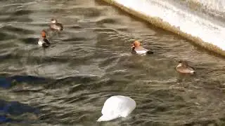 20220303 2 Z&uuml;rich centrum Limmat Krooneenden