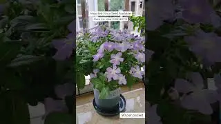 Rare Imported Vinca Flower Seed Online Sale 🔥 #vinca #flowers #plants #garden #seeds