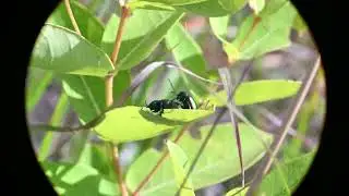 Estigmene acrea, Tanysphyrus lemnae, Aeshna interrupta, Chrysochus auratus, Dryocopus pileatus