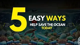 How You Can Get Involved in Ocean Conservation.