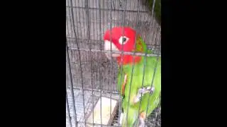 Loro cabeza rojo hablando