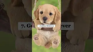 Top 10 Most Cutest Dogs In The World 🗺️ #dog #top10 #shorts