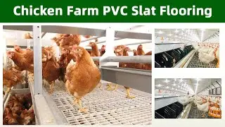 Poultry Plastic slatted flooring for broiler chicken farming | PVC Plastic slat floor