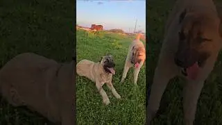 reisler hedef peşinde#k&ouml;peklerinyaşamı#k&ouml;pek#kangal#animals#dogvideos#puppy#dog#dogs#doglife#shorts