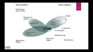 Antimicrobial therapies -- Cephalosporins