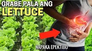 LETTUCE: 10 HEALTH BENEFITS & RISKS OF EATING LETTUCE | Ang dami palang nagagamot ng Lettuce